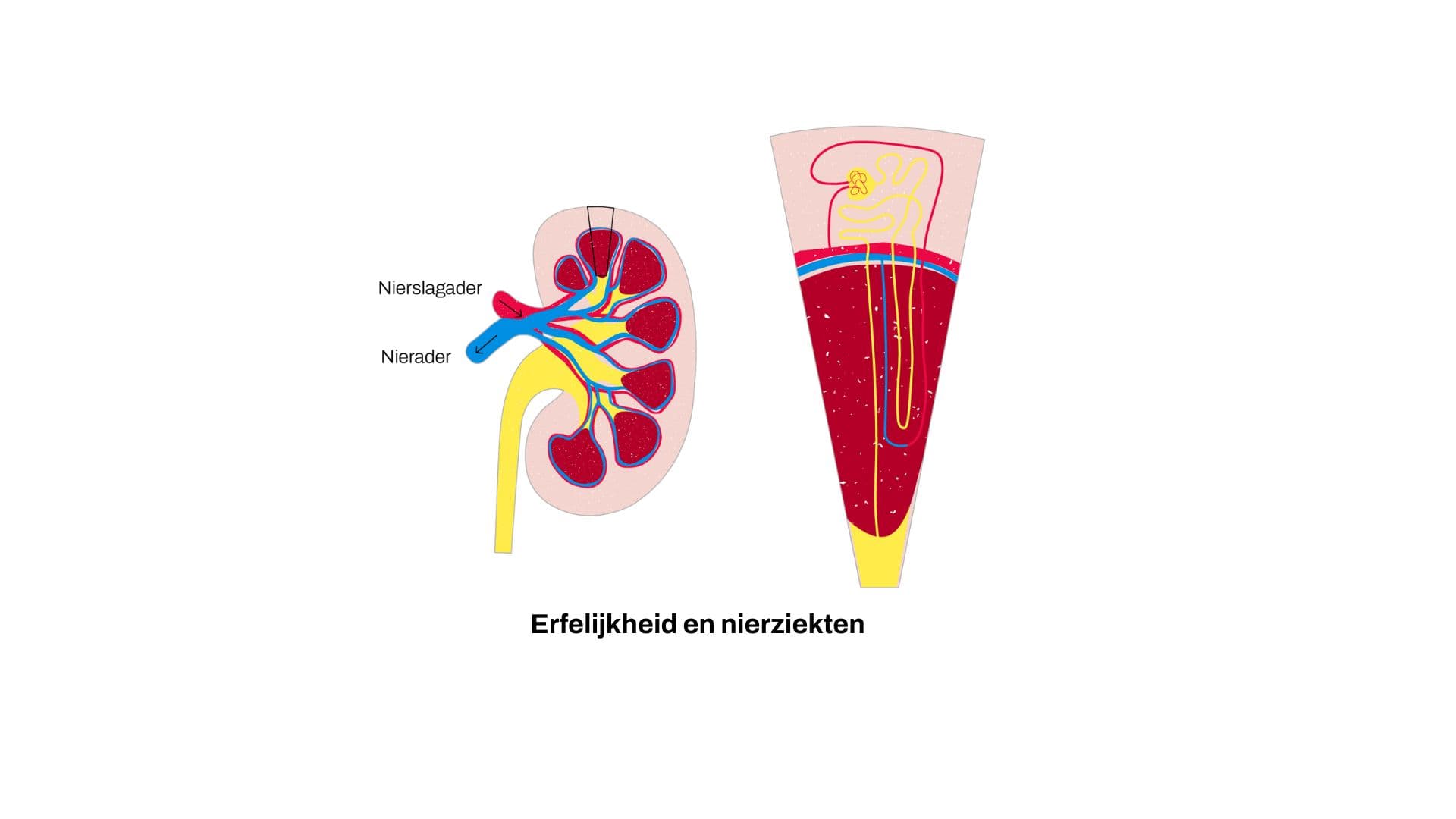 Erfelijkheid en nierziekten